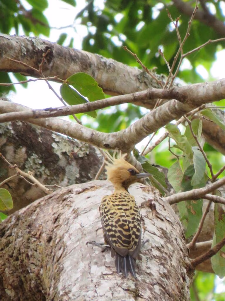 Ave de topete e penas rajadas num tronco, fotografada no Bisnau