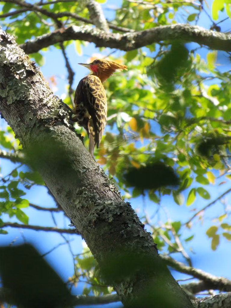 Ave pousada no tronco de uma árvore, fotografada no Bisnau