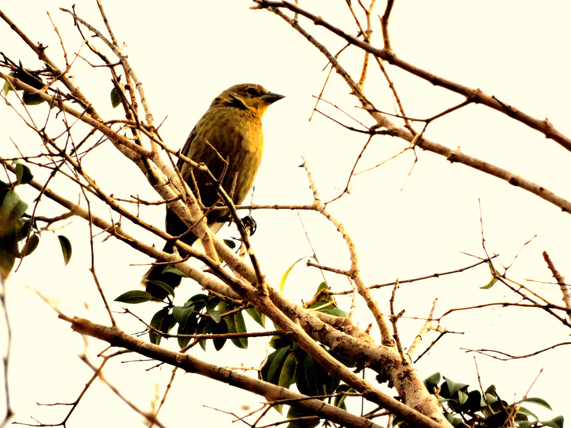 Ave de peito amarelo pousada num galho, fotografada no Bisnau