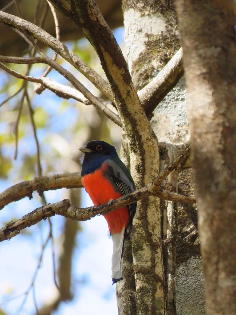 Ave de peito vermelho e costas azuladas pousada num galho, fotografada no Bisnau