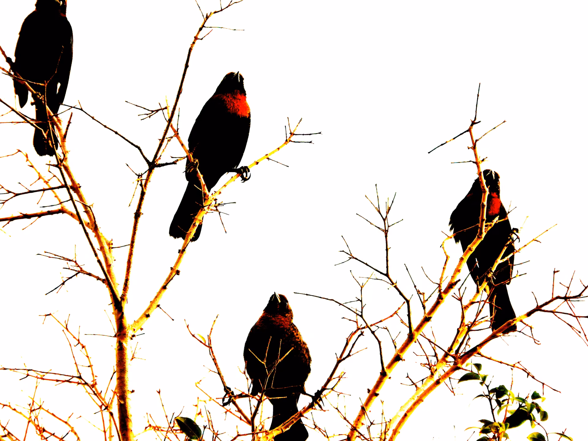 Aves escuras de peito vermelho pousadas nos galhos de uma árvore seca, fotografadas no Bisnau