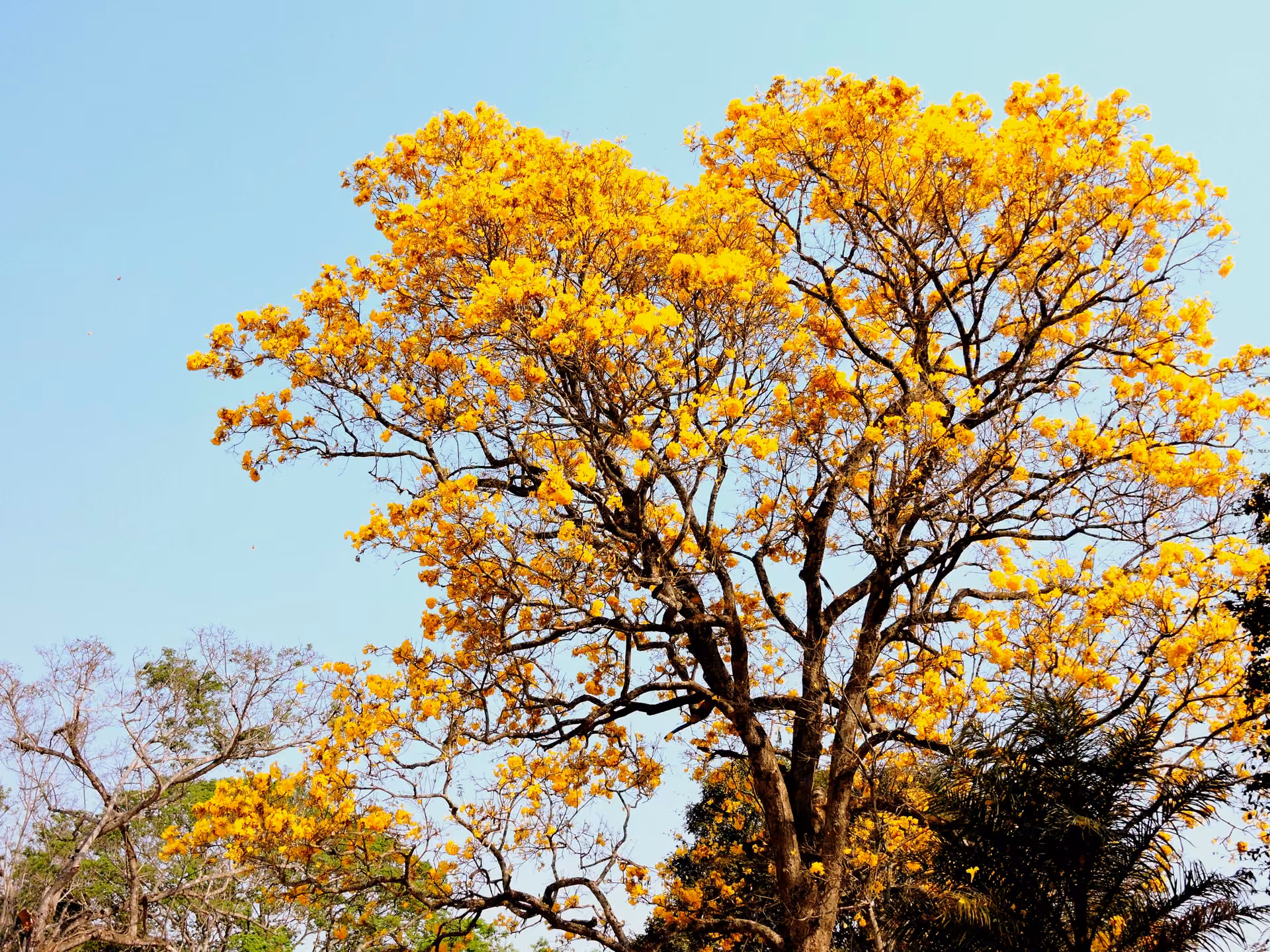 Ipê-amarelo florido contra o céu azul