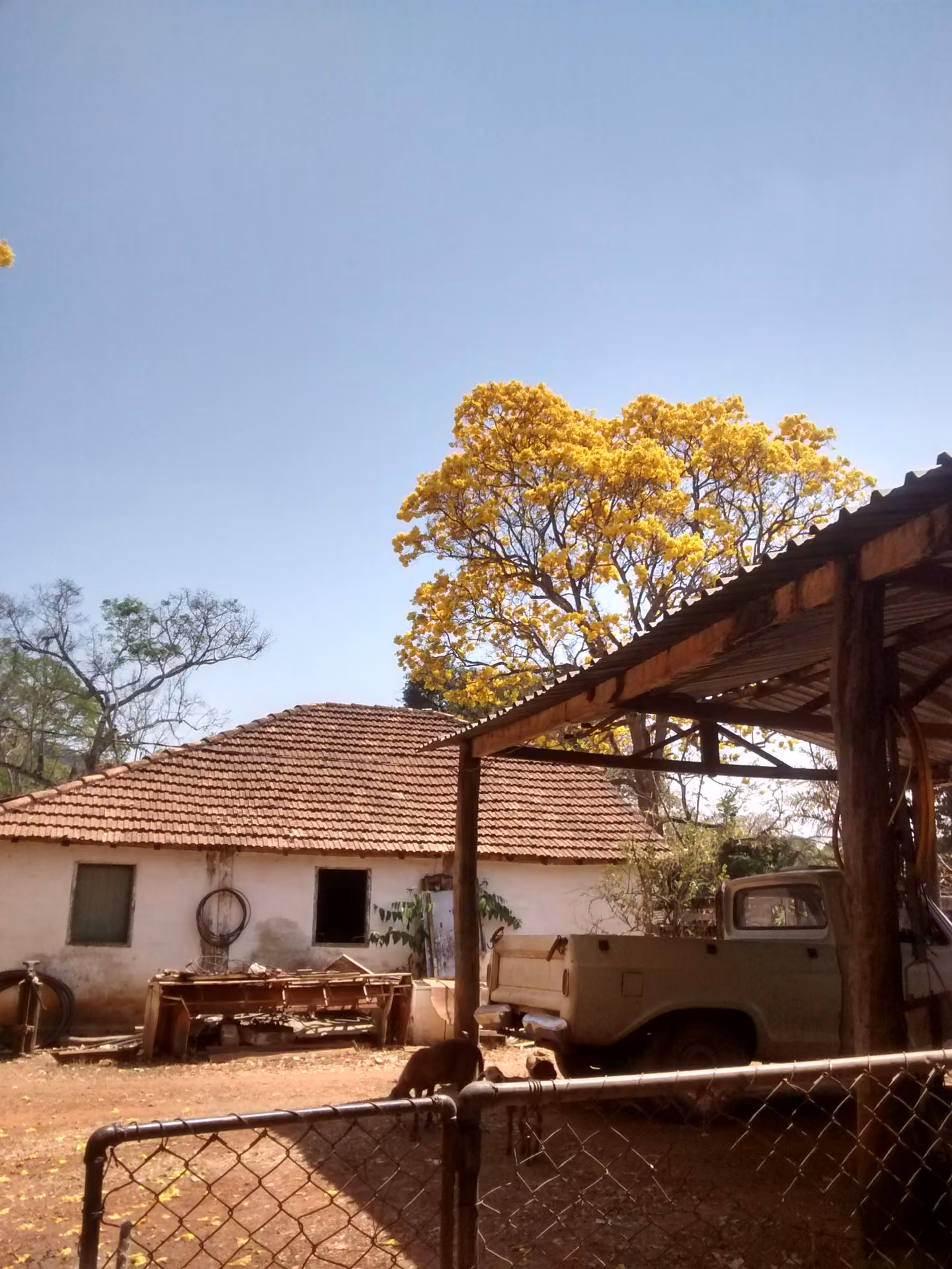 A sede da fazenda, com um ipê-amarelo florido ao fundo
